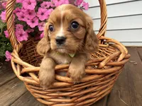 Duke, a male Cavalier King Charles Spaniel for sale in Athens, WI – 5 of 10