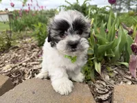 Logan, a male Poodle - Miniature  and Mal Shi for sale in Athens, WI – 6 of 10