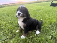 Summer, a female Bernedoodle for sale in Athens, WI – 4 of 10
