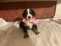 AKC Vicky, a female Bernese Mountain Dog for sale in Athens, WI – 5 of 10
