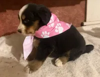 AKC Vicky, a female Bernese Mountain Dog for sale in Athens, WI – 7 of 10