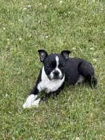 Rex, a male Boston Terrier for sale in Athens, WI – 9 of 10