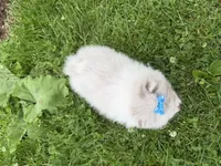 Harper, a female Pomeranian for sale in Athens, WI – 10 of 10