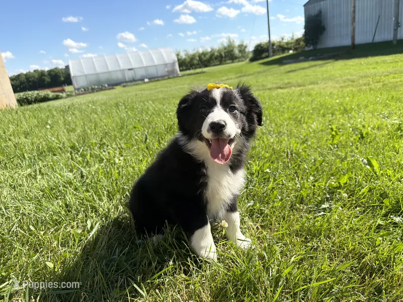 Zilla  – Australian Shepherd, Border Collie puppy for sale in Athens, WI