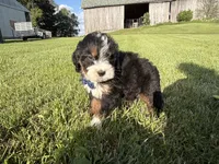 Tango, a male Bernedoodle for sale in Athens, WI – 8 of 10