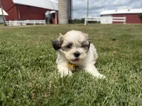 Buddy, a male Bichon Frise and Shih Tzu for sale in Athens, WI – 8 of 10