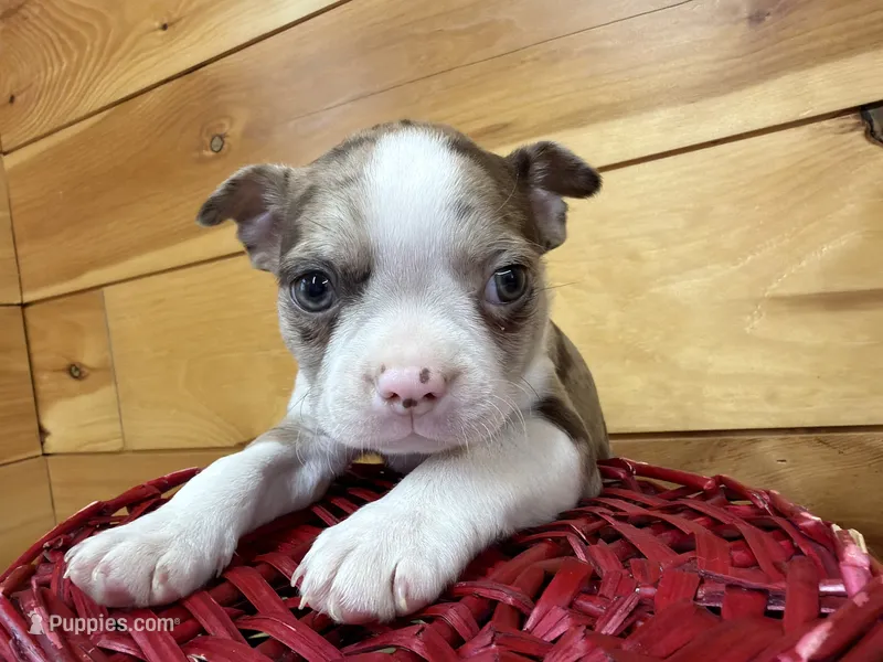 Porter  – Boston Terrier puppy for sale in Athens, WI