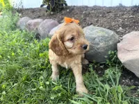 Carlee, a female Cockapoo for sale in Athens, WI – 10 of 10