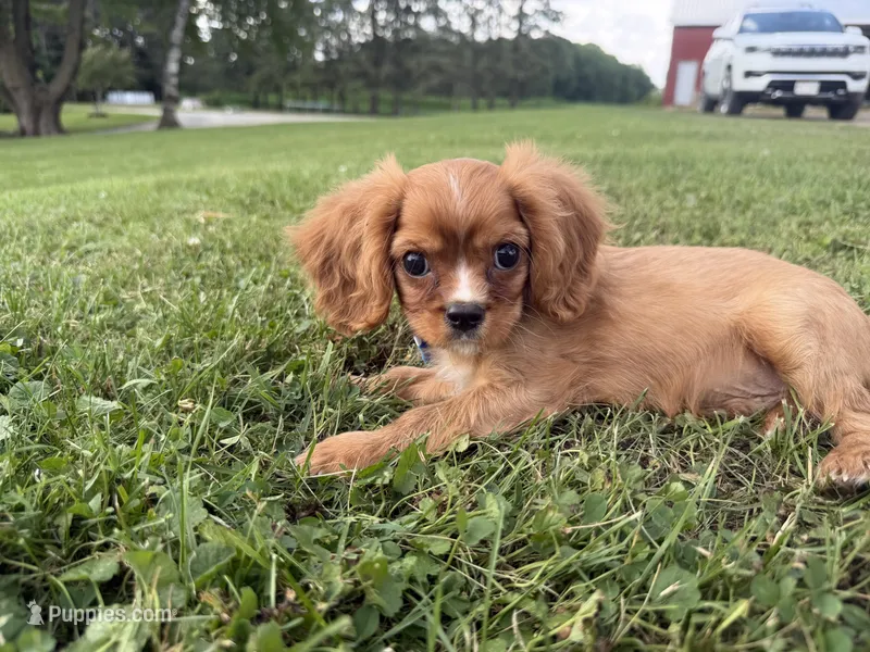 Duke – Cavalier King Charles Spaniel puppy for sale in Athens, WI