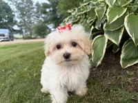 Carrie, a female Maltipoo for sale in Athens, WI – 5 of 10