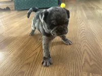 Fancy, a female Pug for sale in Athens, WI – Photo 4 of 10