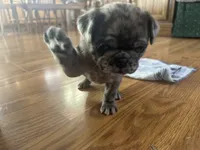 Fancy, a female Pug for sale in Athens, WI – Photo 3 of 10