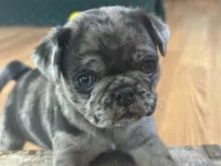 Fancy, a female Pug for sale in Athens, WI – Photo 1 of 10