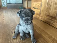 Fancy, a female Pug for sale in Athens, WI – Photo 2 of 10