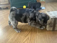 Fancy, a female Pug for sale in Athens, WI – Photo 9 of 10