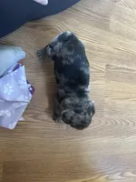 Fancy, a female Pug for sale in Athens, WI – Photo 5 of 10