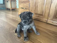 Fancy, a female Pug for sale in Athens, WI – Photo 6 of 10