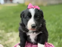 Zada, a female Australian Shepherd and Border Collie for sale in Athens, WI – 6 of 10