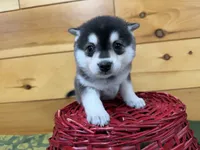 Vince, a male Pomsky for sale in Athens, WI – 4 of 10