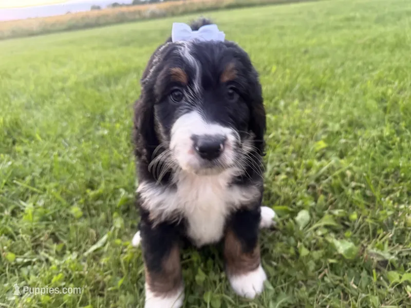 Summer – Bernedoodle puppy for sale in Athens, WI