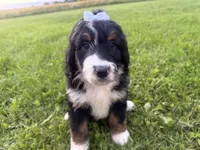 Summer, a female Bernedoodle for sale in Athens, WI – 1 of 10