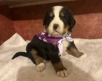 AKC Violet, a female Bernese Mountain Dog for sale in Athens, WI – 7 of 10