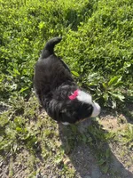 Georgia, a female Bernese Mountain Dog for sale in Athens, WI – 9 of 10