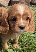 Savanna , a female Cavalier King Charles Spaniel for sale in Athens, WI – 7 of 9