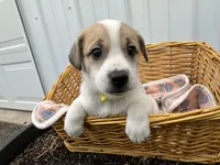 Parker, a male American Eskimo and Jack Russell Terrier for sale in Athens, WI – 4 of 10