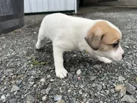 Parker, a male American Eskimo and Jack Russell Terrier for sale in Athens, WI – 8 of 10