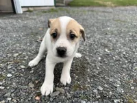 Parker, a male American Eskimo and Jack Russell Terrier for sale in Athens, WI – 7 of 10