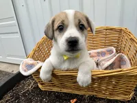 Parker, a male American Eskimo and Jack Russell Terrier for sale in Athens, WI – 3 of 10