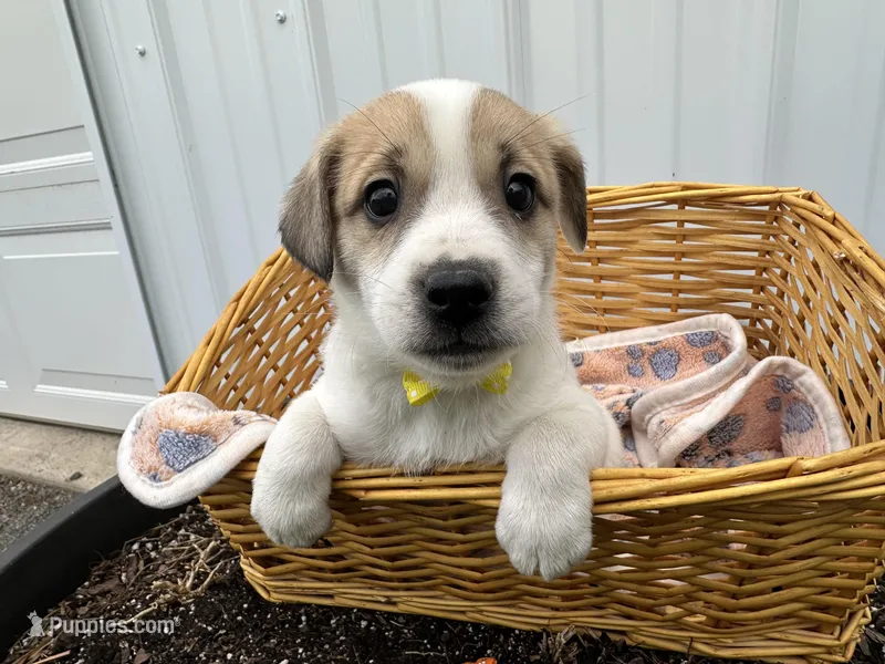 Parker – American Eskimo, Jack Russell Terrier puppy for sale in Athens, WI