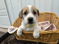 Parker, a male American Eskimo and Jack Russell Terrier for sale in Athens, WI – 1 of 10