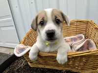 Parker, a male American Eskimo and Jack Russell Terrier for sale in Athens, WI – 6 of 10