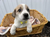 Parker, a male American Eskimo and Jack Russell Terrier for sale in Athens, WI – 5 of 10