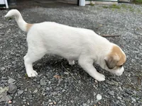Parker, a male American Eskimo and Jack Russell Terrier for sale in Athens, WI – 9 of 10