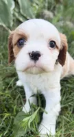 AKC Baxter, a male Cavalier King Charles Spaniel for sale in Athens, WI – 3 of 10