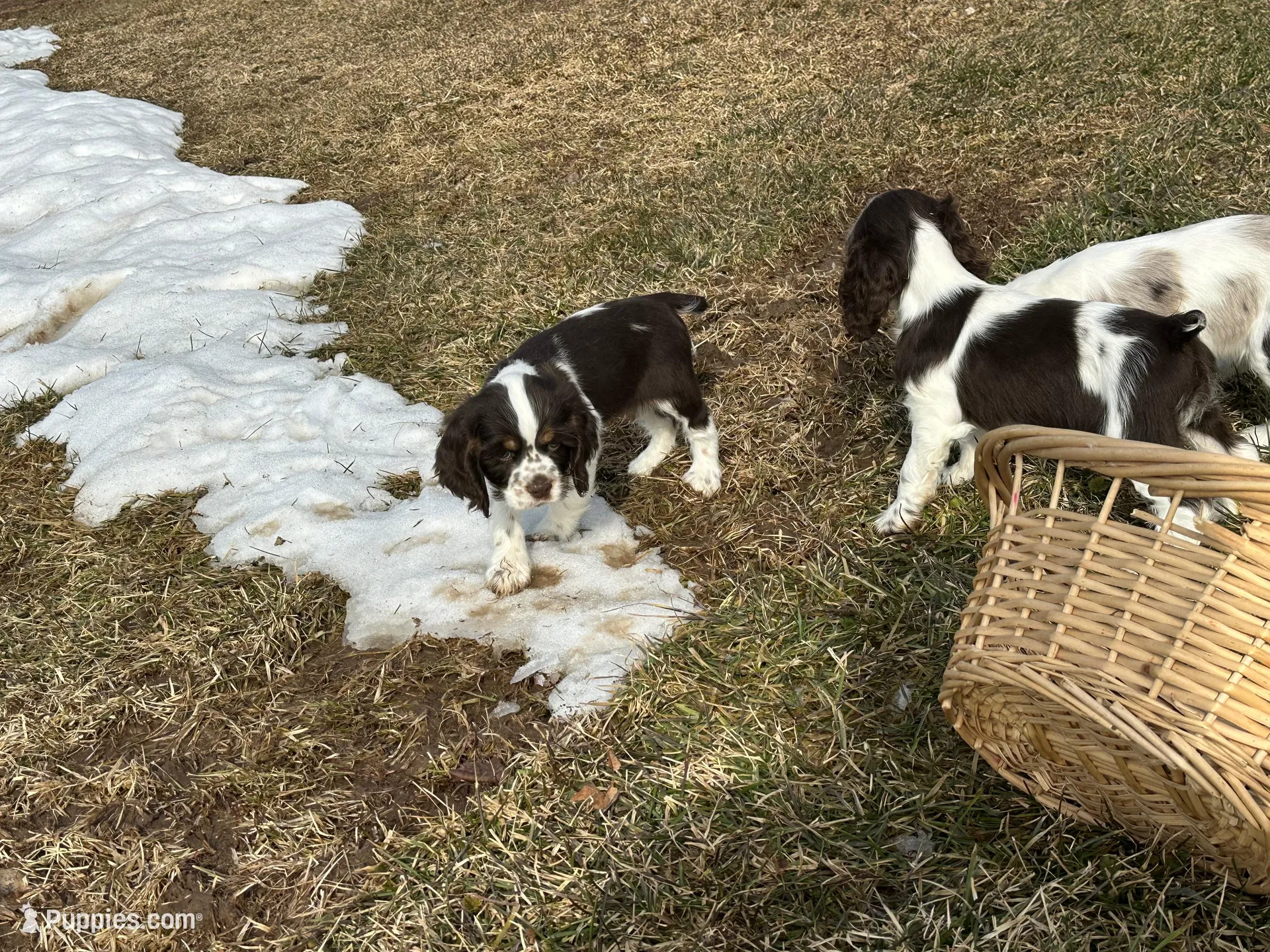 AKC Shawna, a female Cocker Spaniel for sale in Athens, WI – Photo 9 of 10