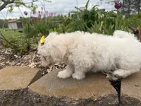 Lynn, a female Poodle - Miniature  and Mal Shi for sale in Athens, WI – 10 of 10