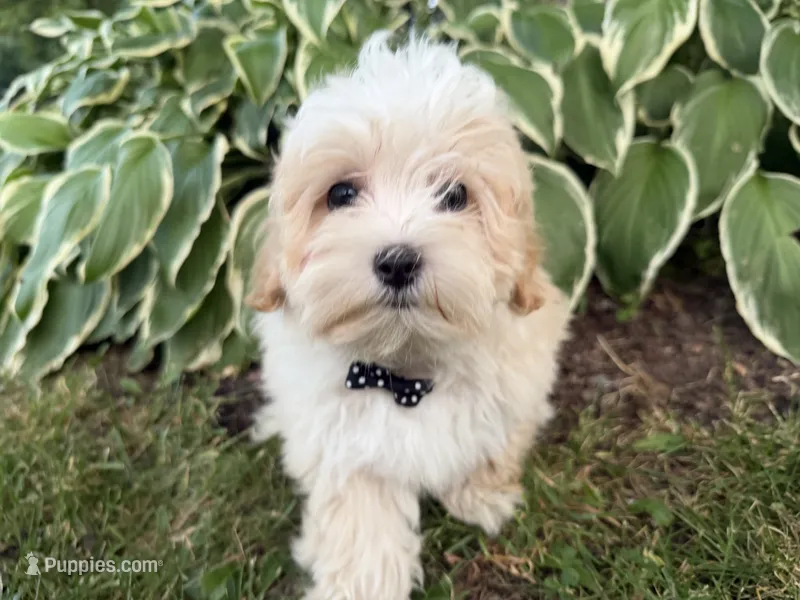 Carson – Maltipoo puppy for sale in Athens, WI