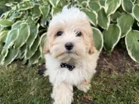 Carson, a male Maltipoo for sale in Athens, WI – 1 of 10