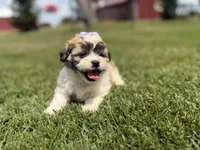 Jane, a female Bichon Frise and Shih Tzu for sale in Athens, WI – 2 of 8