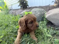 Carole, a female Cockapoo for sale in Athens, WI – 9 of 10