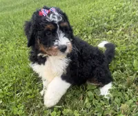 Skye, a female Bernedoodle for sale in Athens, WI – 6 of 10