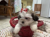 Stripes, a female Shih Tzu for sale in Athens, WI – 6 of 10