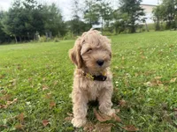 Samson, a male Miniature Goldendoodle for sale in Athens, WI – 10 of 10
