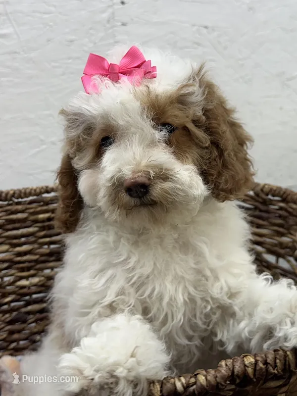 Brigit – Cavapoo puppy for sale in Athens, WI