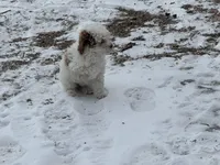 Brigit, a female Cavapoo for sale in Athens, WI – Photo 9 of 10