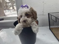 Brigit, a female Cavapoo for sale in Athens, WI – Photo 5 of 10